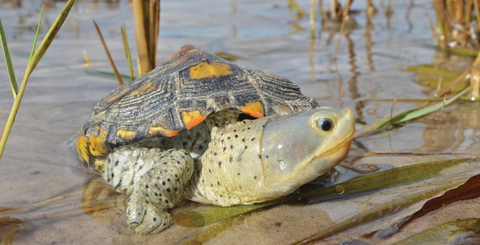 Critters of Texas